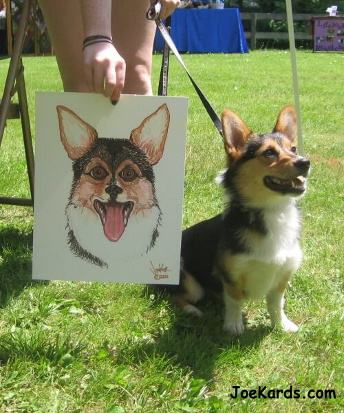 Seren a Welsh Pembroke Corgi